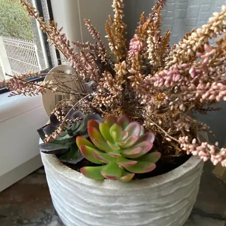 Mosane La Plante * Namur