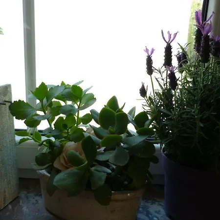 Mosane La Plante Daire *